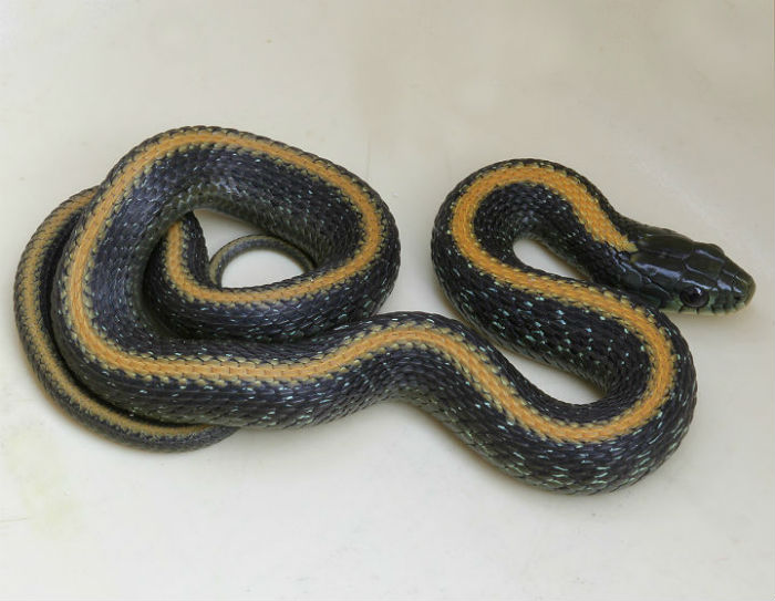 Santa Cruz Garter Snake